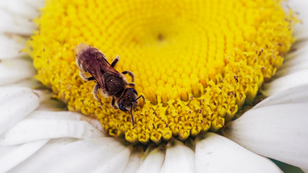 Pollination Process: Detailed image of a bee on a flower, capturing the essence of pollination.の写真素材