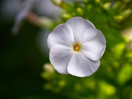A white flower is the main focus of the image. The flower is surrounded by green leaves, which add a touch of color and contrast to the white flower. Single phlox flower, close-up. White flower.の写真素材