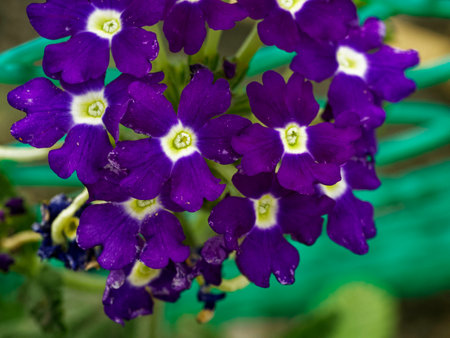 Lush petals encircle white starry centers; these blossoms stand out brilliantly against the subdued green backdrop.の写真素材