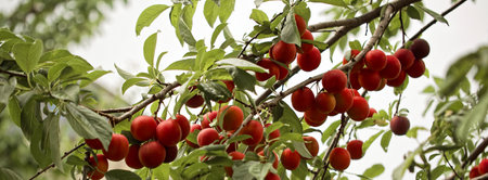 The rich color palette of nature: deep red plums juxtaposed against a backdrop of lively green leaves.の写真素材