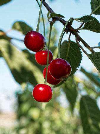 Bright red cherries hanging from a tree, surrounded by green leaves under sunlight, depicting freshness and natural growth.の写真素材