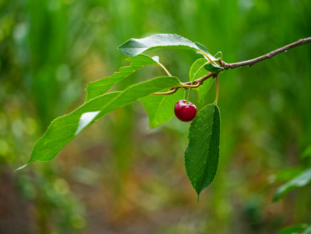 A single red cherry hangs from a slender green stem attached to a branch, with blurred green foliage in the background.の写真素材