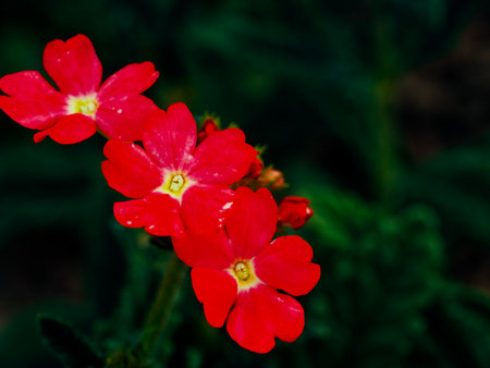 A close-up of vibrant red flowers with five petals each, set against a dark green background.の写真素材