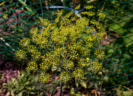 Yellow floral clusters at the tips of radiating green stems.の写真素材