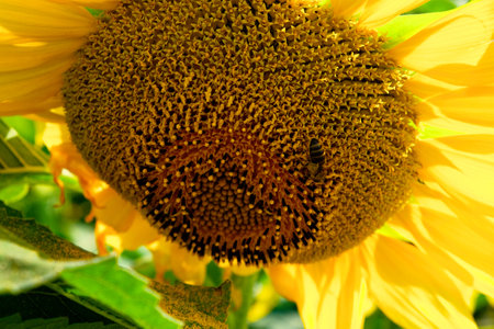 A detailed view of a bee extracting nectar from the seeds in the middle of a blossoming sunflower.の写真素材