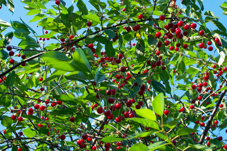 A close-up image of ripe cherries hanging from branches, surrounded by vibrant green leaves against a soft-focus background, conveying a fresh and natural atmosphere.の写真素材