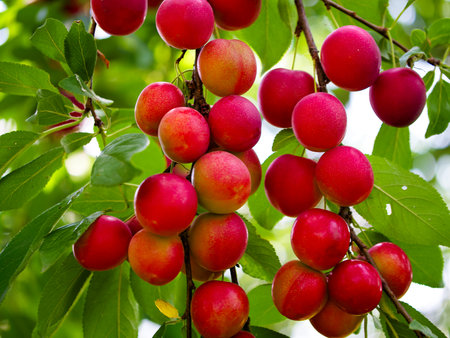 Close-up of ripe cherry plums on a tree branch, surrounded by vibrant green leaves. Ideal for content related to organic farming and fresh produce.の写真素材