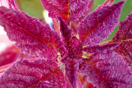 Richly colored leaves with a mix of red and purple hues.の写真素材