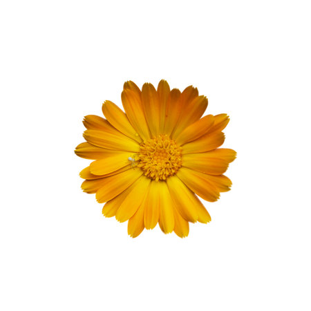 An isolated image of a bright yellow flower, displaying its detailed petal arrangement and pronounced center.の写真素材