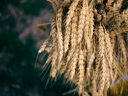 A bundle of ripe wheat symbolizing abundance and fertility, set against a contrasting backdrop of...