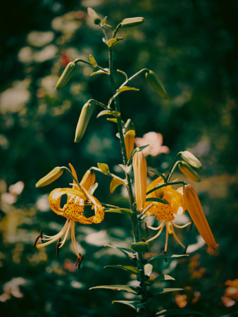 Vibrant yellow lilies with speckled petals bloom among unopened buds; their elegance contrasts the soft-focus greenery in the backdrop.の写真素材