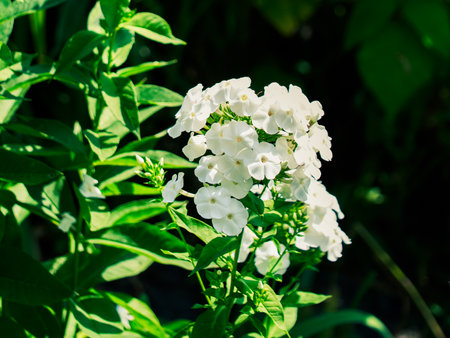 A vibrant display of white flowers with yellow centers, nestled among dark green leaves. Ideal for nature-themed designs or wellness content.の写真素材