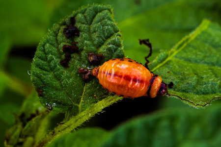A small orange bug is sitting on a leaf. The bug is surrounded by green leaves and he is resting.の写真素材