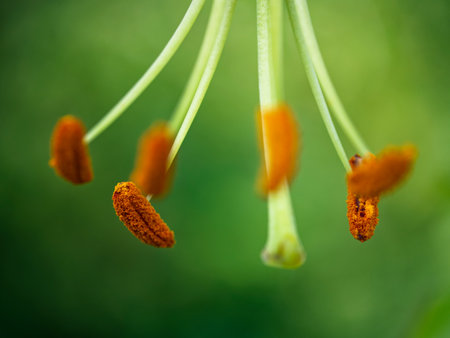 Close-up of orange pollen sacs on thin green stems, with a blurred green background. Ideal for nature-themed designs or educational content.の写真素材