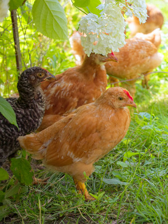 chickens in the garden on a sunny day. selective focusの写真素材