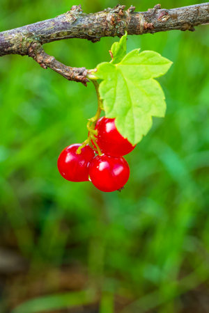 A close-up of glossy red berries amidst green leaves on a bush.の写真素材