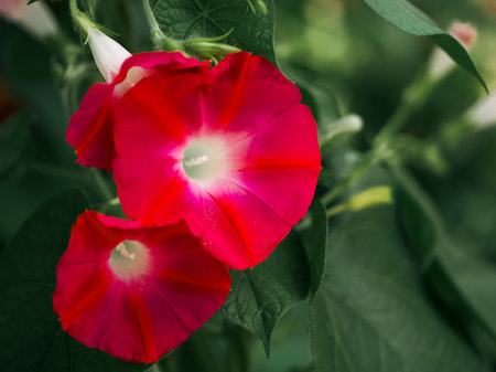 A vibrant display of red flowers with a lighter center, nestled among lush green leaves. The image conveys a sense of freshness and natural beauty. Ideal for use in garden or nature-themed content.の写真素材