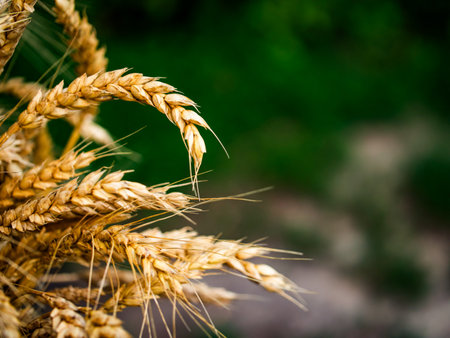Close-up of golden wheat ears with blurred green background, highlighting agricultural abundance and natural growth.の写真素材