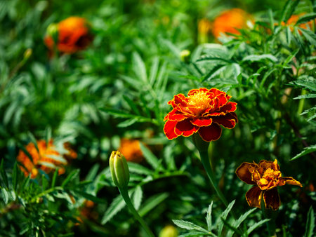 Garden Marigolds: Bright orange marigolds with lush green leaves in a garden. Uses: Gardening content, plant catalogs, educational materials.の写真素材