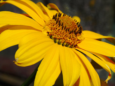 The image shows a vibrant center yellow flower with a complex and detailed.の写真素材