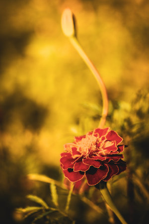 Close-up of a marigold with intricate petal details, symbolizing growth and natural beauty, ideal for gardening or nature themes.の写真素材