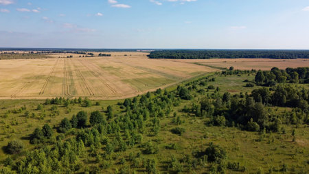 Small green grove, aerial view. Trees in a young forest, landscape.の写真素材
