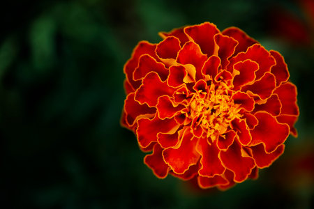 A close up of a red flower with yellow center. The flower is in full bloom and has a vibrant, eye-catching appearance. Marigold flower close-up. Orange marigold on a blurry background.の写真素材