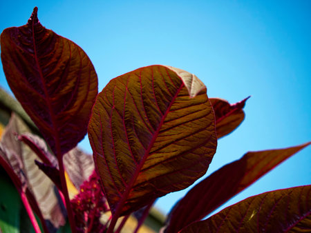 Close-up of red leaves with prominent veins against a blue sky, vibrant and suitable for nature-themed content.の写真素材