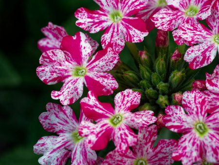 The image captures the vivid red petals and white cores of blooming flowers, surrounded by dark green foliage.の写真素材