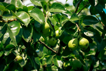 A vibrant image capturing fresh pears on a tree, surrounded by glossy leaves; perfect for promoting healthy eating, organic farming or gardening blogs.の写真素材