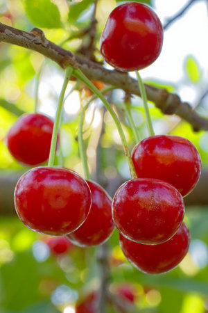 An inviting view of juicy red cherries ready for picking, set against contrasting bright leafy greens.の写真素材