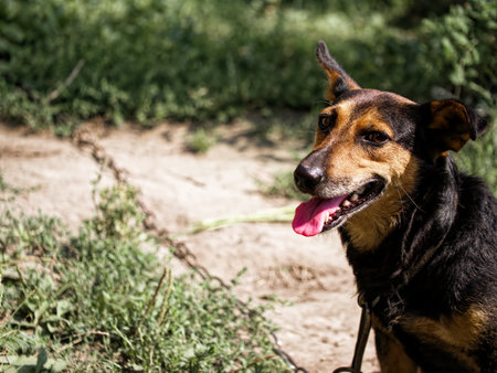 A dog in nature setting. Ideal for articles on pet safety or ethical treatment of animals.の写真素材