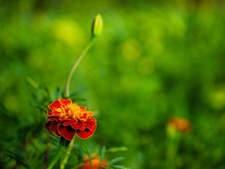 A single marigold flower in full bloom, its vivid colors contrasting the lush green backdrop, evoking a sense of fresh springtime allure.の写真素材