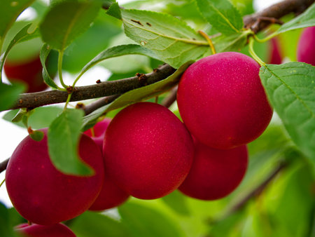 Fresh plums on a branch, radiating health and vitality. This image can be used in marketing for grocery stores or wellness blogs.の写真素材