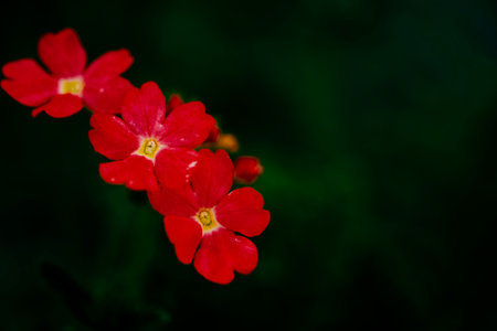A cluster of radiant red blooms stands out against a dark backdrop, each petal and detail highlighted.の写真素材