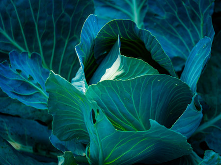 Image captures the intricate patterns and rich color of cabbage leaves, ideal for educational materials on plants or nutrition.の写真素材