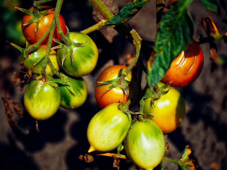 Tomatoes transitioning from green to red on a vine, illustrating the lifecycle amidst green foliage. Uses: Science textbooks, farming guides, plant growth articles.の写真素材