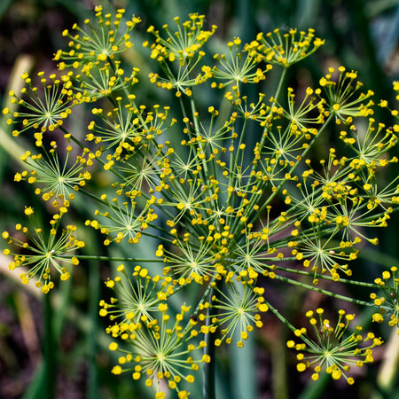 The photo captures vivid yellow blossoms amidst deep greens.の写真素材