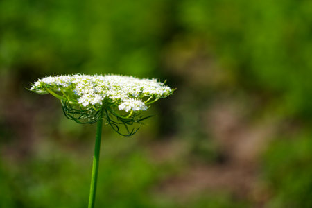White flowers bloom on a slender green stem, highlighted against the soft focus of lush greenery in the backdrop.の写真素材