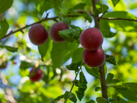 Ripe plums in natural setting. Suitable for agricultural promotions, organic food advertisements, and educational materials on fruit cultivation.の写真素材