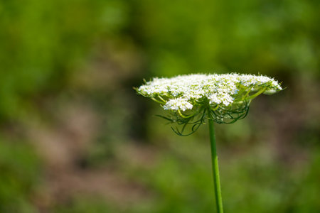 A close-up of a white flowering plant with a green stem, set against a blurred green background.の写真素材