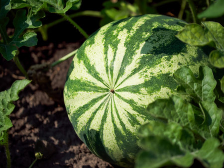 A ripe watermelon with vibrant green stripes sits on the soil, surrounded by its leafy vines; it evokes a fresh, natural vibe, perfect for promoting healthy eating or organic farming.の写真素材