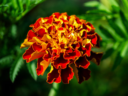 Sunlit Marigold Beauty: Sunlight highlighting the marigold's orange hues and leafy backdrop. Uses: Photography portfolios, environmental articles, green living guides.の写真素材