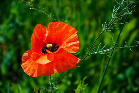 A radiant red poppy flower surrounded by wild grasses.の写真素材