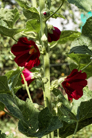 Red flowers with yellow centers are surrounded by lush green leaves under sunlight.の写真素材