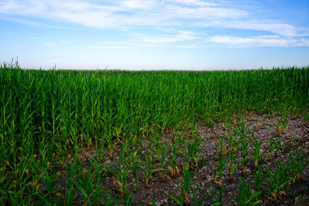 Vibrant green corn leaves, blue-white sky above.の写真素材