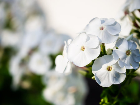 Contrasting white flowers against dark leaves, highlighting the beauty of nature. Suitable for garden catalogs or botanical illustrations.の写真素材