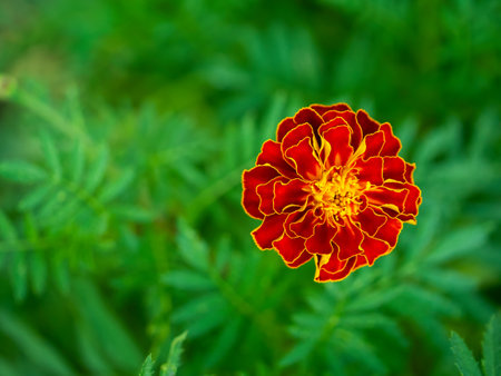 A solitary marigold stands out with its bold colors against a sea of green, symbolizing uniqueness and the beauty in standing alone.の写真素材