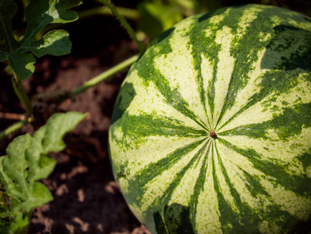 Close-up of a watermelon resting on the ground amidst leaves, showcasing nature's bounty and is ideal for content related to agriculture, nutrition, or summer harvests.の写真素材
