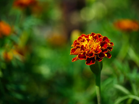 Lively Marigold Bloom: A single marigold flower in full bloom, surrounded by green leaves. Uses: Nature magazines, gardening tutorials, botanical studies.の写真素材